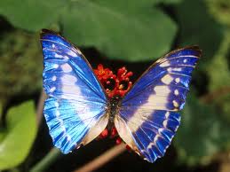 blue butterfly