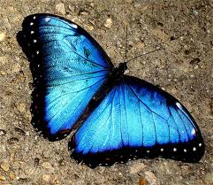 blue morpho