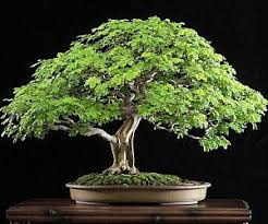 bonsai tree