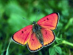 butterfly picture