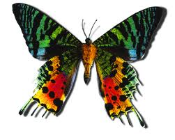 colorful butterfly