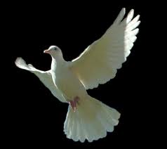 dove picture