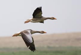symbolism geese bird symbolic meaning