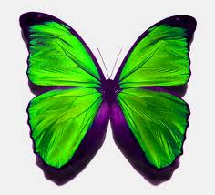 green butterfly