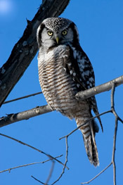 hawk owl