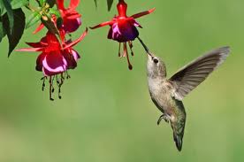 picture of a hummingbird