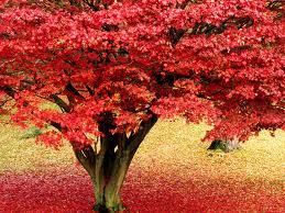 maple tree