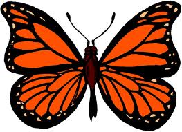 monarch butterfly