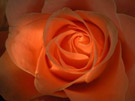picture of a peach rose