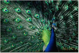 peacock