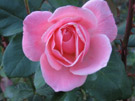 pink rose