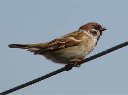 What is the biblical symbolism of the sparrow?