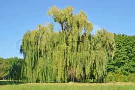 weeping willow tree