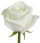 picture of a white rose