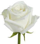 white rose