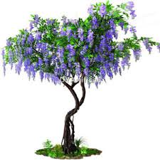 wisteria tree