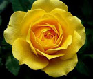 picture of a yellow rose