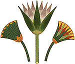 egyptian lotus flower symbol